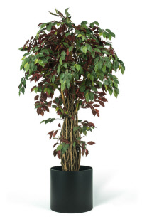 0306-b kunstplanten ficus bordeau_000