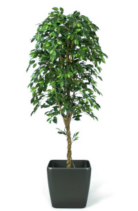 108 kuntbomen ficus_000