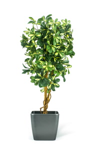 3804-v kunstplanten schefflera