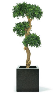 7804 kunstboom podocarpus bonsai_000