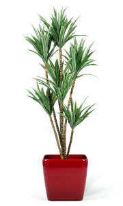 8605-n dracena kunstplant  dracena_000